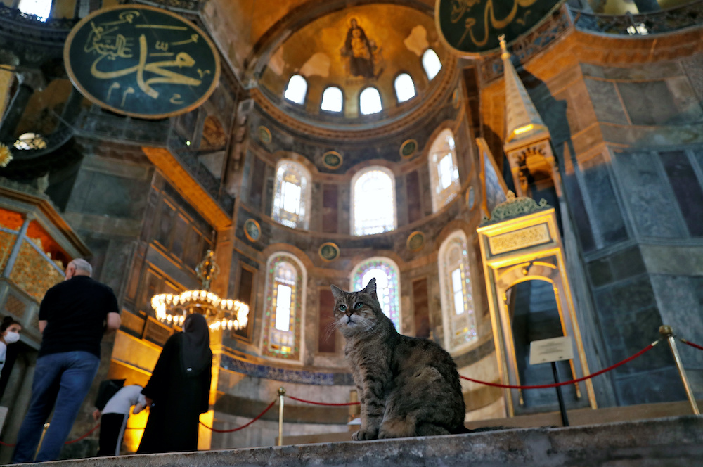 Farewell Gli, famed feline of Hagia Sophia mosque