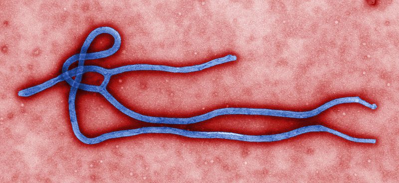 What’s a virus, anyway?