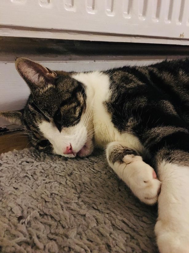 Attention-seeking cat won't stop lying in road with eyes closed pretending to be dead