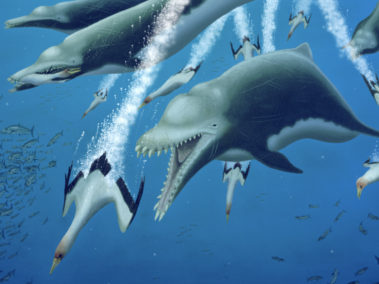 Massive extinct dolphin was an apex predator with whale-like features