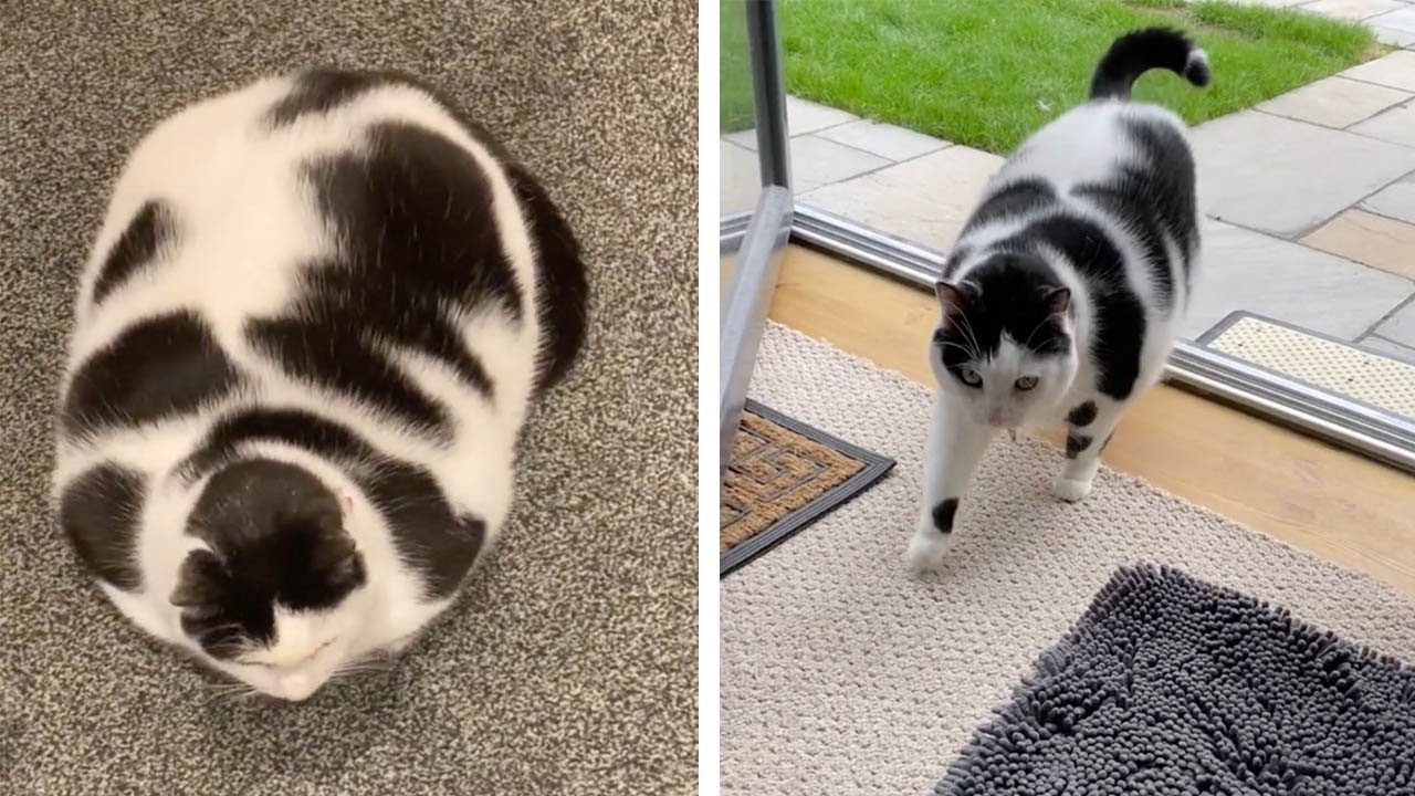 Chubby Cat Looks Like Miniature Cow