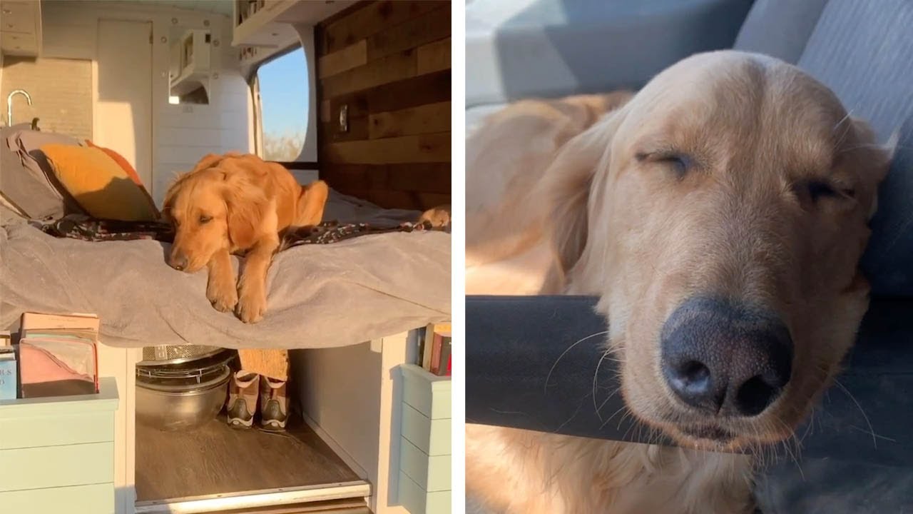 Traveller Lives Adventurous Life With Dogs In Van