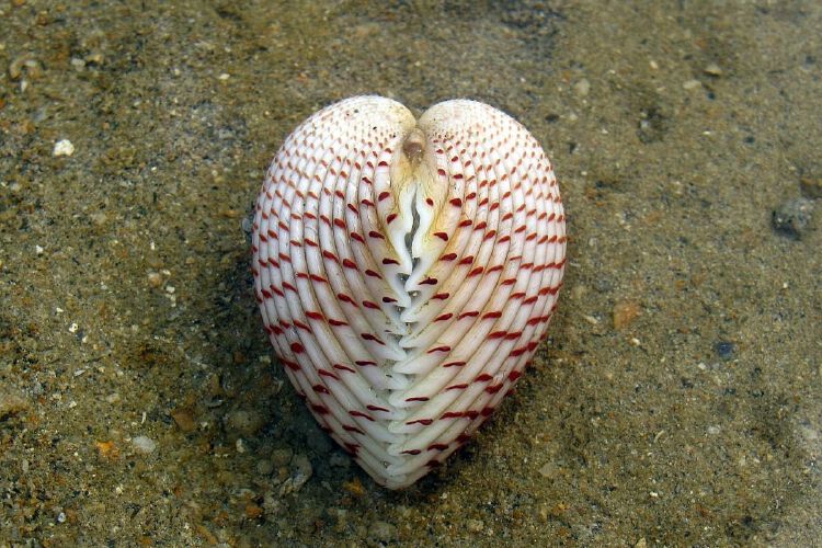 Sun Loving Cockles Of Singapore Nestia