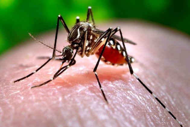 Delhi reports 262 Dengue cases in December first week