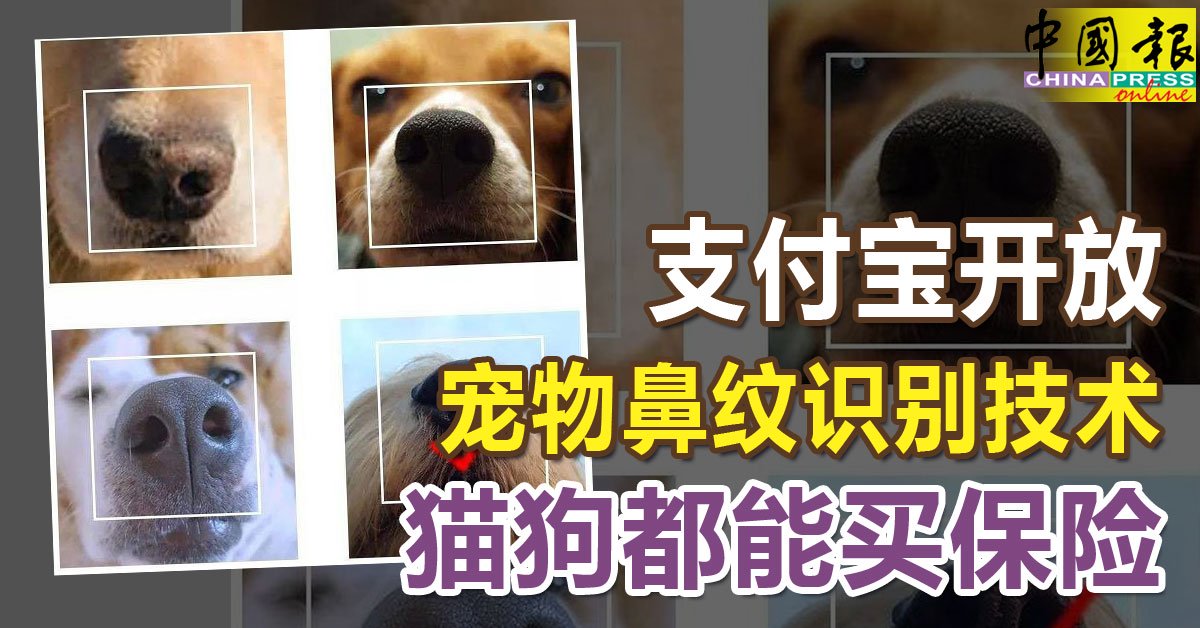支付宝开放宠物鼻纹识别技术 猫狗都能买保险