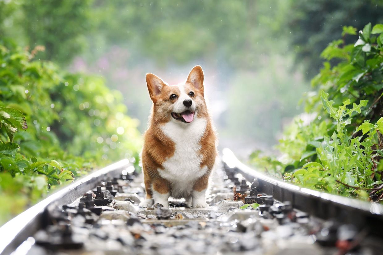 Dog influencers take over Instagram after pandemic puppy boom