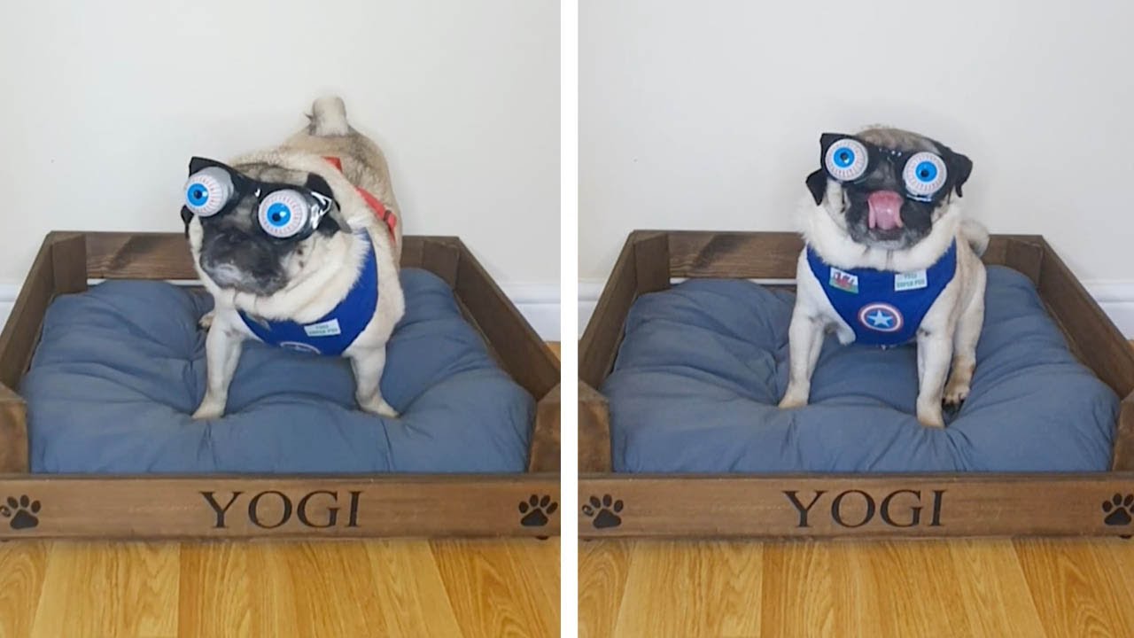 Confused Dog Has Googly Eyed Glasses