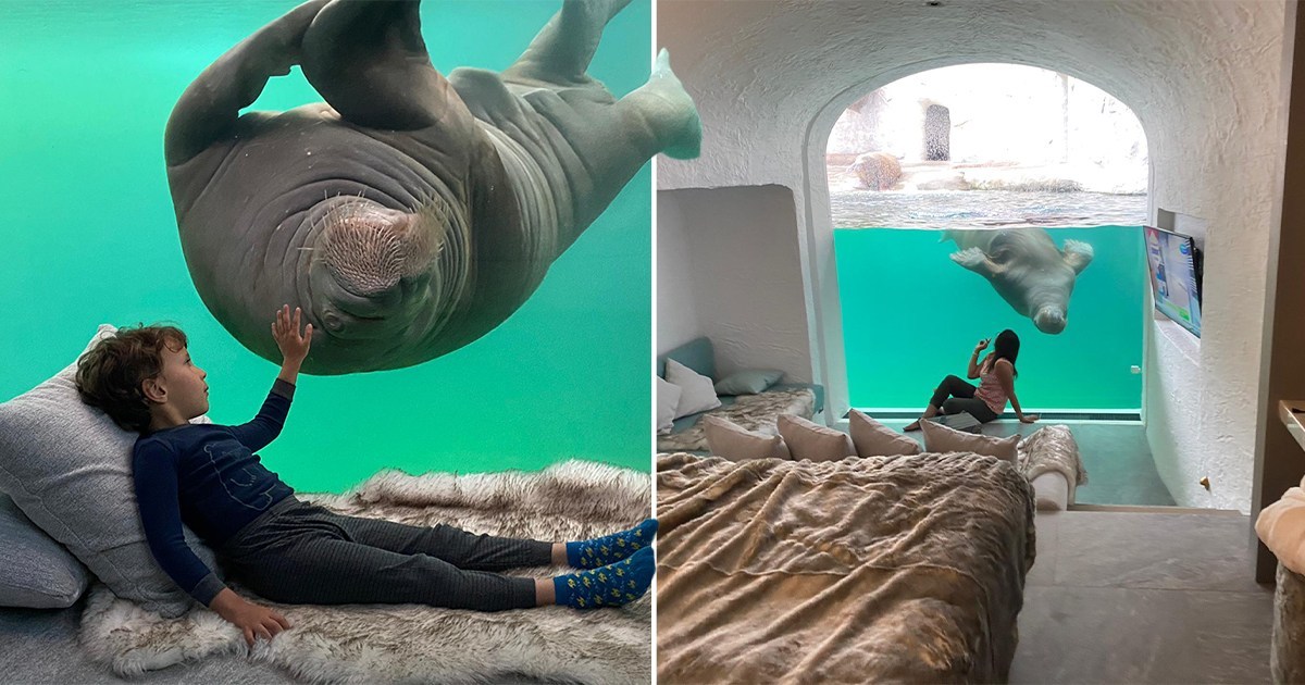 Belgian zoo offers an underwater hotel room which looks into a walrus tank