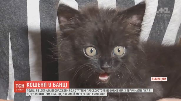 Man, 20, put kitten in jar and watched it gasp for air in sick Instagram video