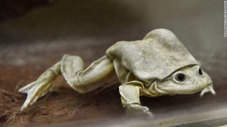 Lake Titicaca's endangered 'scrotum frog' could be on its last legs. Scientists hope to change that