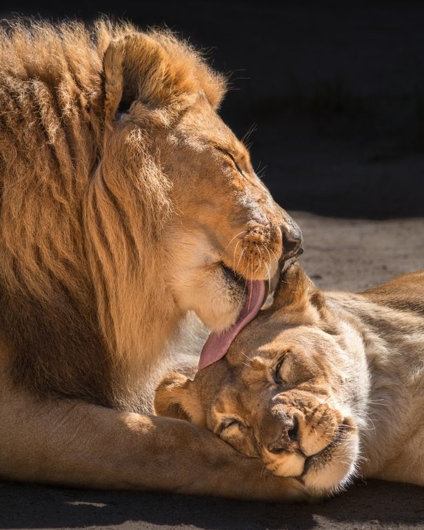 'Inseparable' elderly lion couple put down together so neither has to live alone