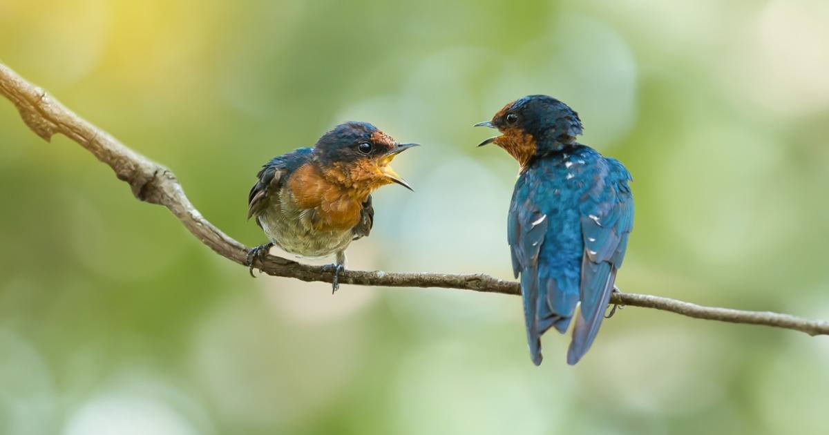 10 Nature Places to Spot Magnificent Wildlife in Singapore