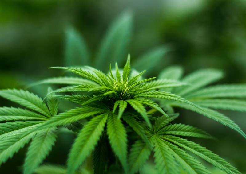 Is marijuana in Bhutan commercialised?