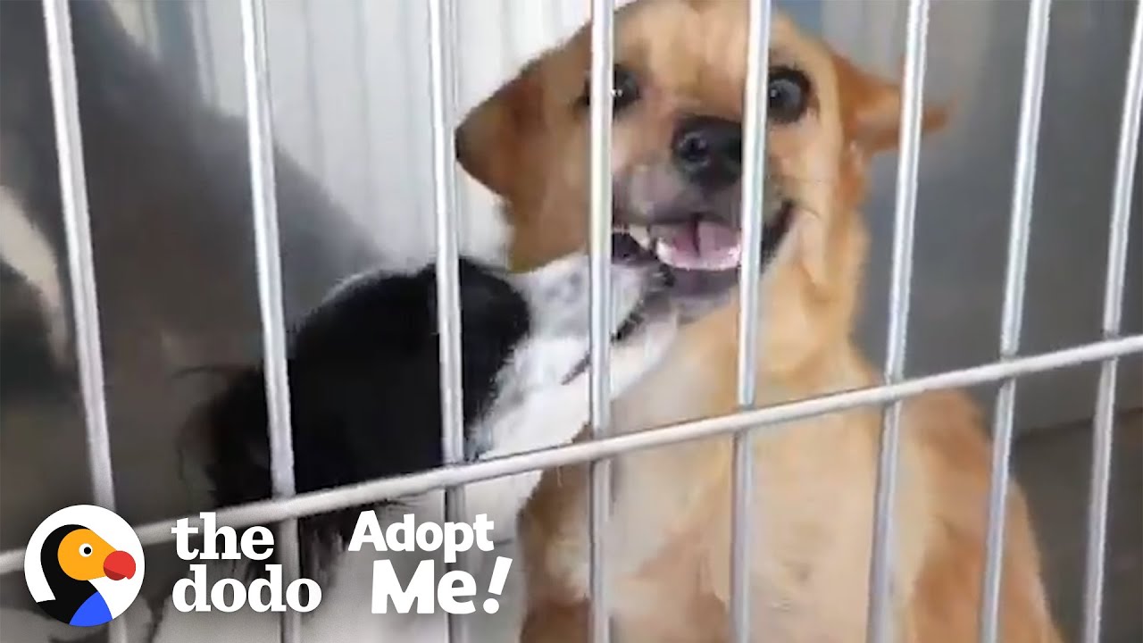 Bonded Dogs Who Fell In Love At The Vet Are Looking For A Home Together  | The Dodo Adopt Me!