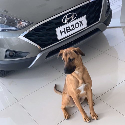 Meet Tucson Prime, Hyundai Brazil’s star dog employee