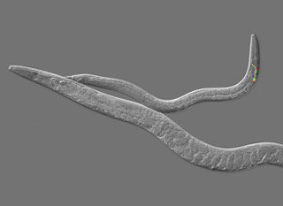 Biology blurs line between sexes, behaviors