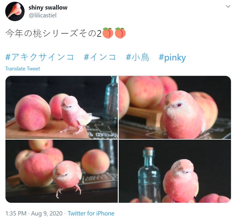 Cute Japanese swallow looks like don don Donki’s gigantic peaches came to life