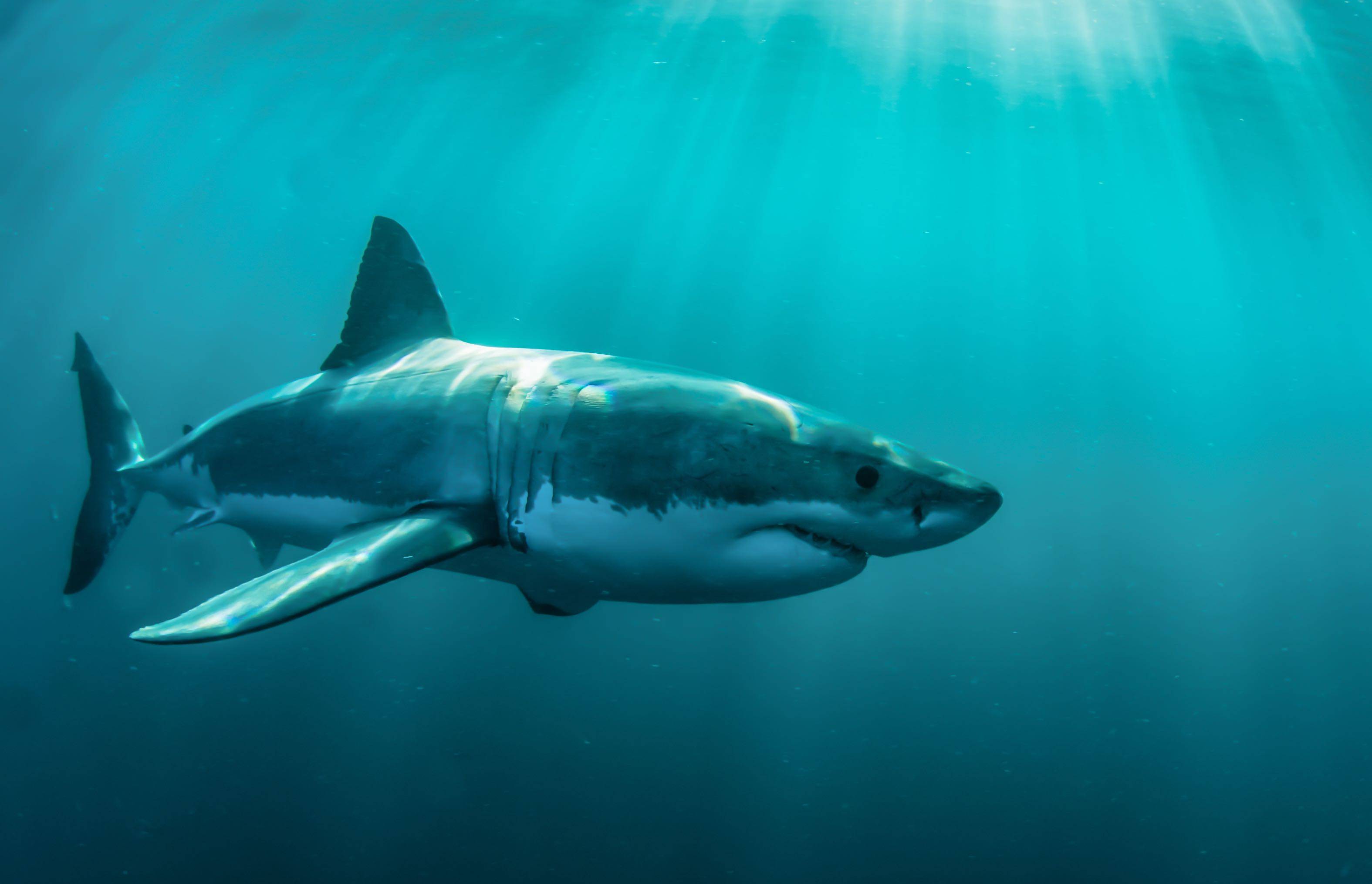 Sharks found living in an active volcano stun scientists