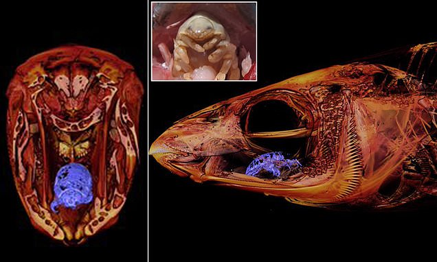 CT scan shows 'tongue-eating louse' in place of a fish's tongue