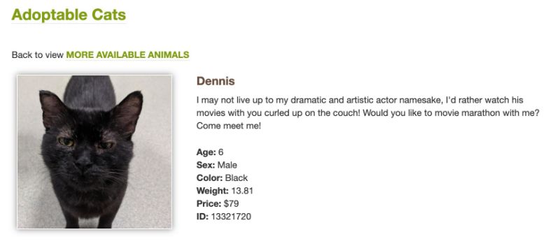 Dennis quaid 'couldn't resist' adopting a cat named dennis quaid