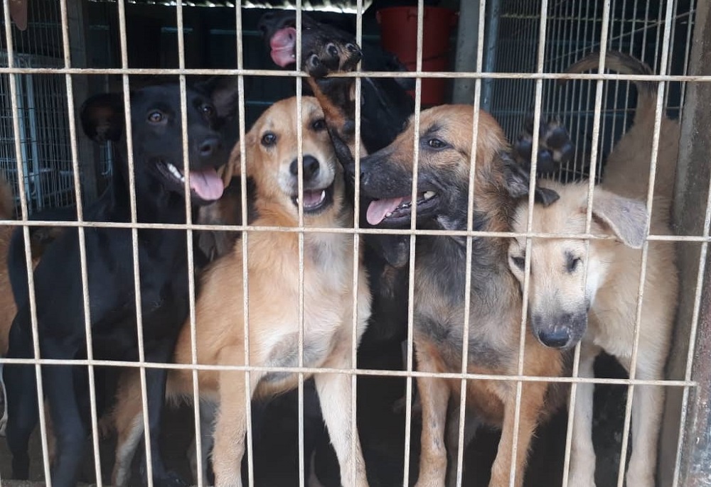 Seremban animal shelter pleads for donation to fund new shelter with increase in strays, pressure to vacate premises (VIDEO)