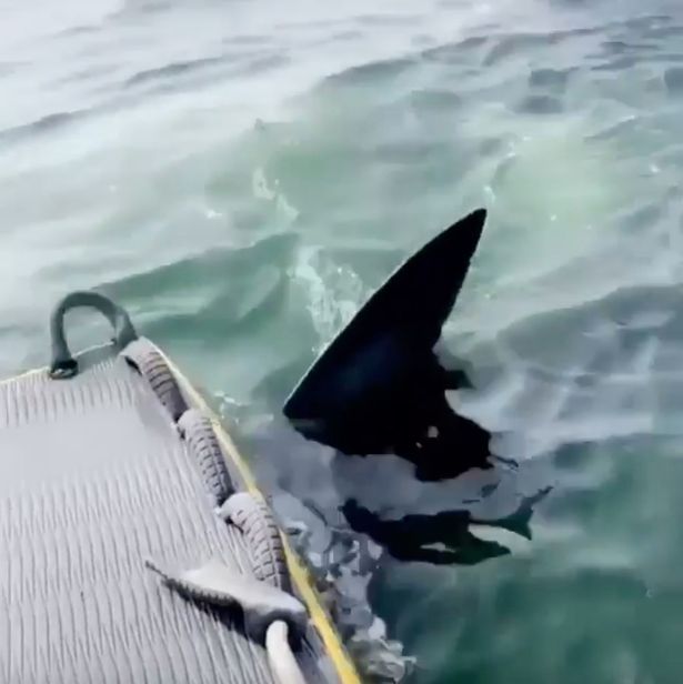 Great White Shark devours dead whale and bumps into lifeguard filming it on his jet ski