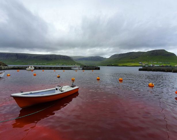 Horrific clip shows whale meat dumped in ocean after five butchered in hunt