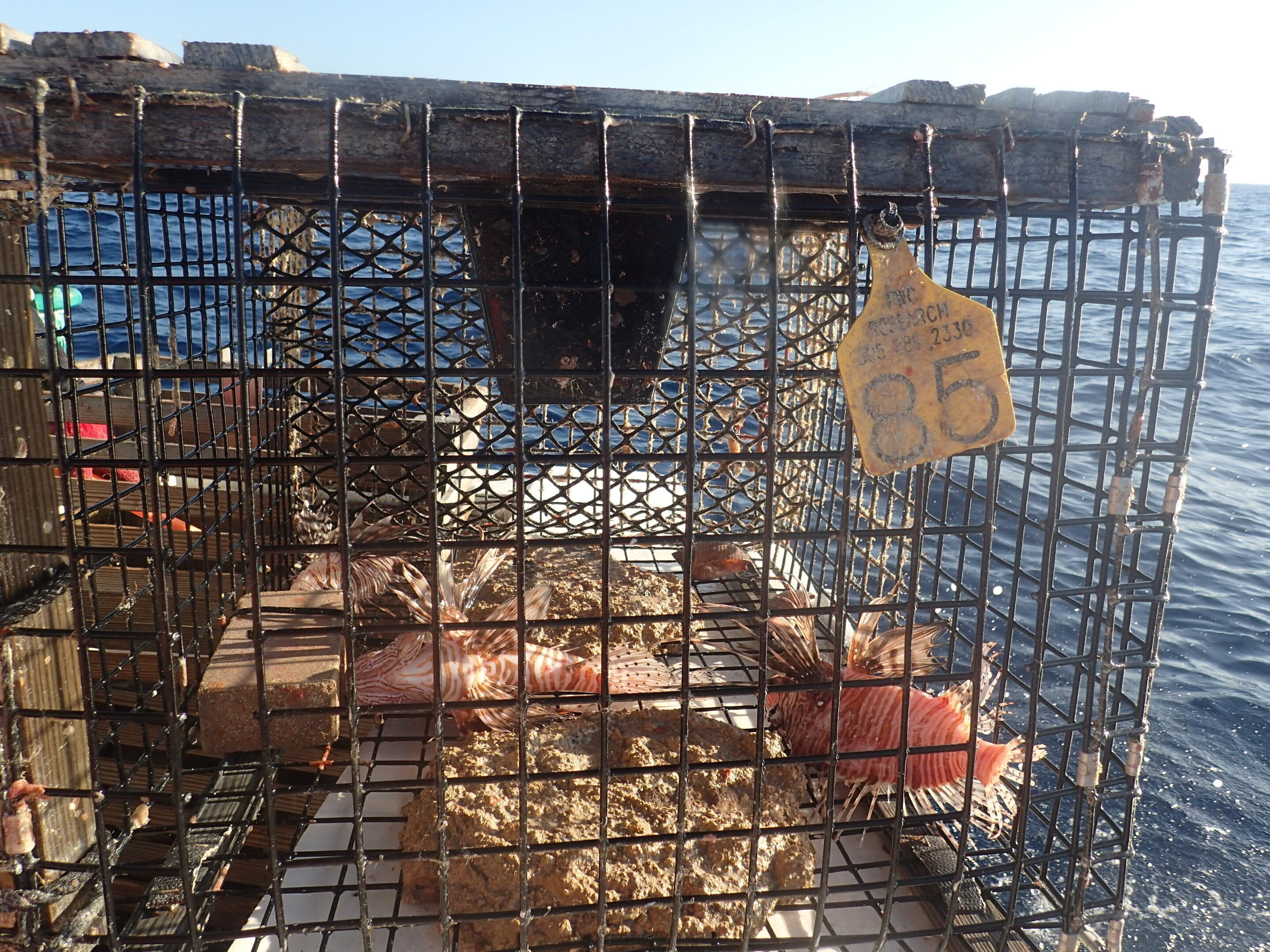 Testing traps to control lovely but destructive lionfish