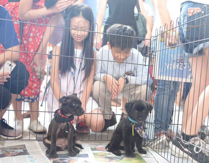 Ultimate Guide to Dog Adoption in Singapore