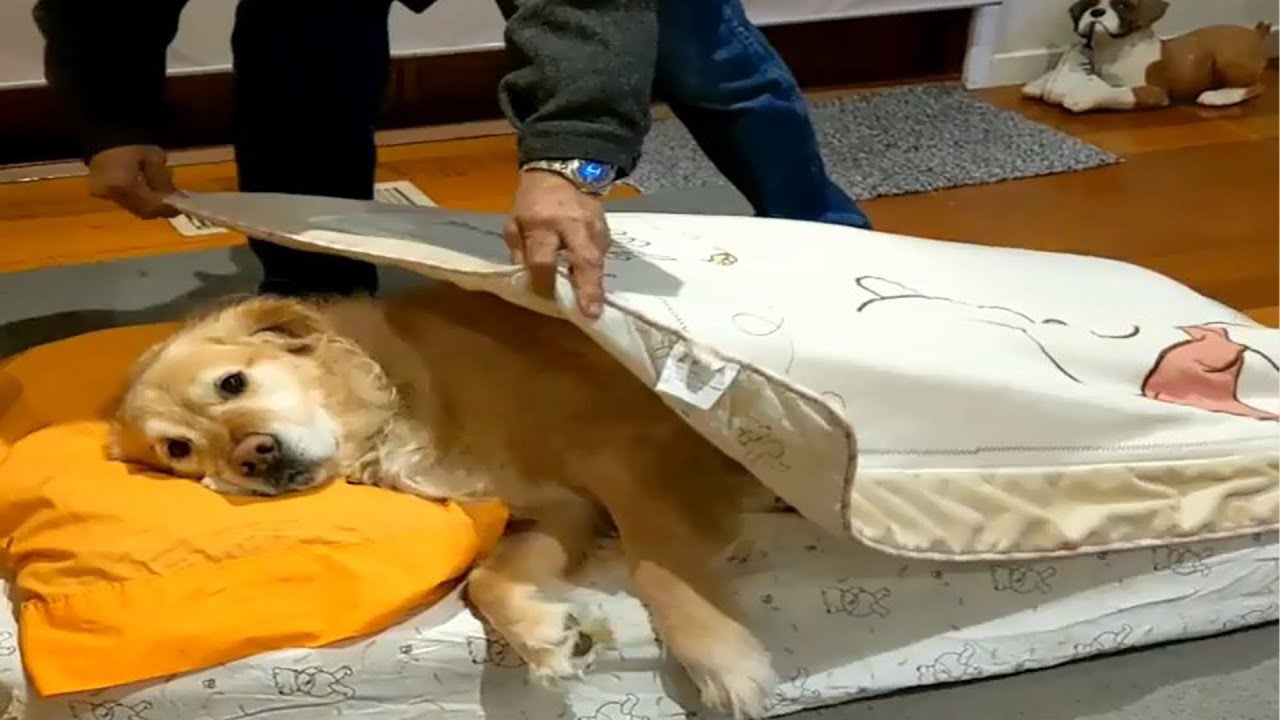 Dog Gets Tucked Into Bed By Loving Dad