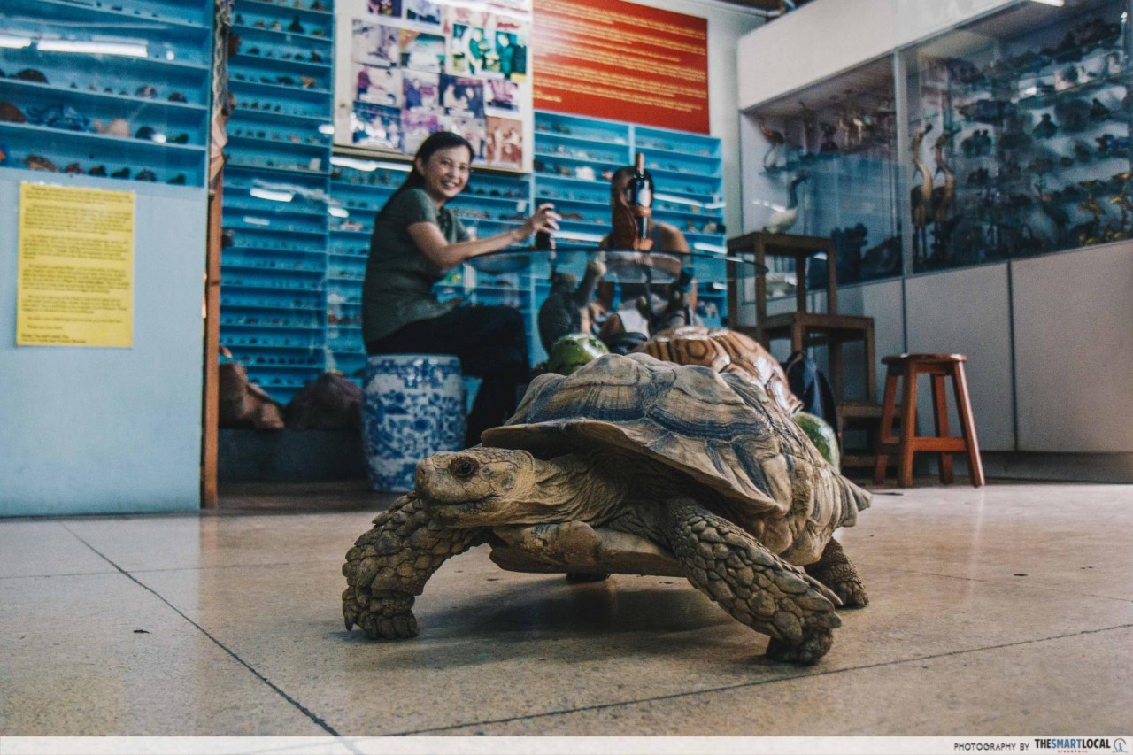 The Live Turtle & Tortoise Museum: Biggest Turtle Collection In The World Where You Can Pet & Feed Up Close