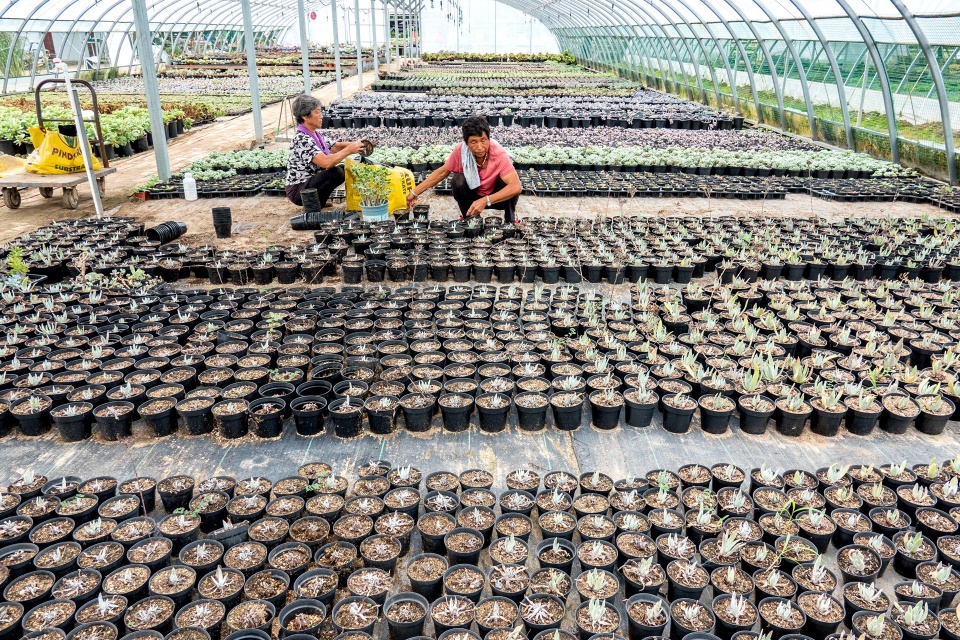 河南长垣：花间莳多肉农场成了直播间，数千人一毛钱火爆抢多肉