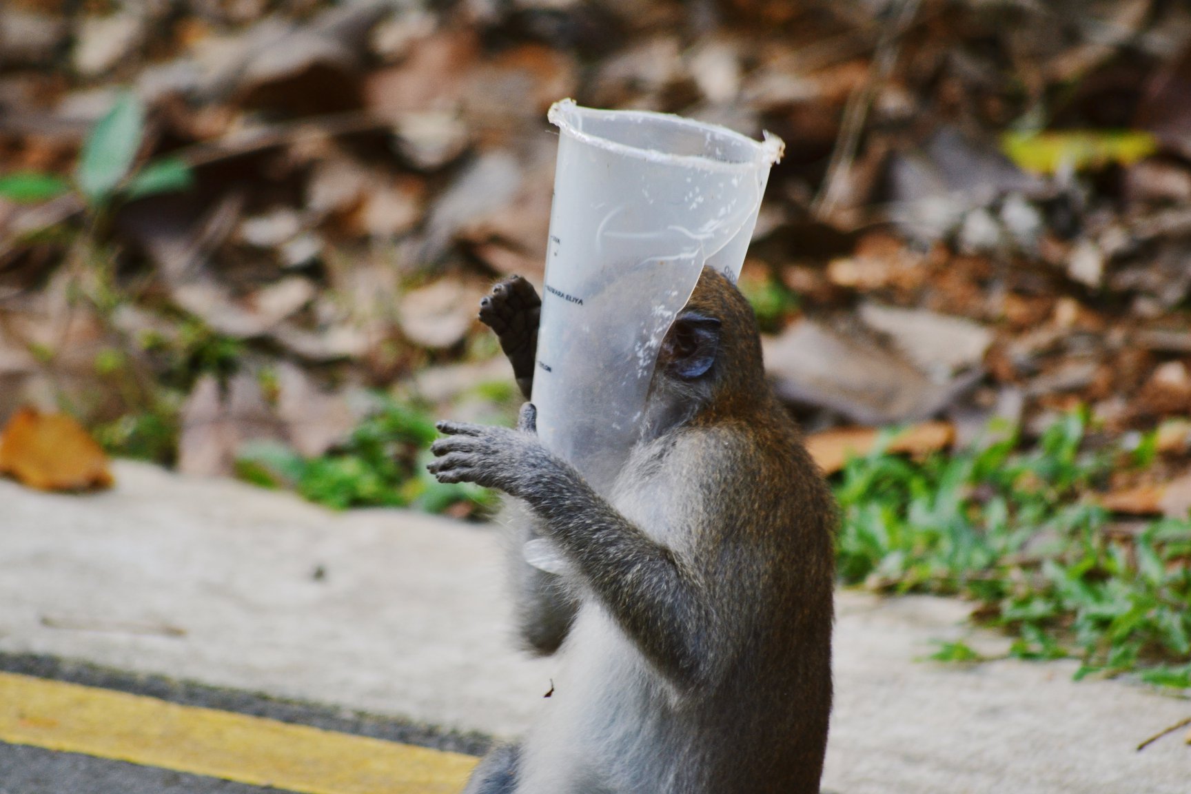 Image of Monkey Playing With Bubble Tea Cup Seems Cute But It’s Actually a Hazard
