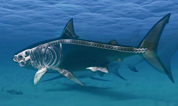 Shark breakthrough: Secret to great white’s speed and force hides in ‘major innovation'