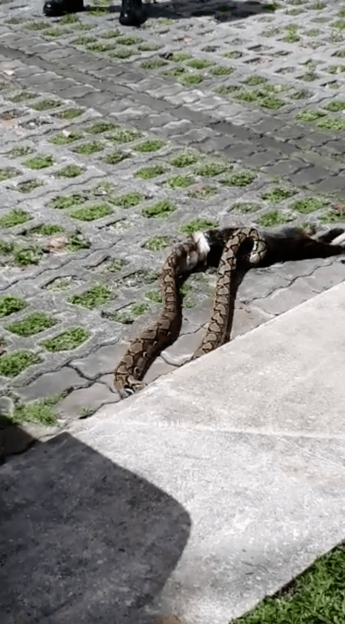 Python seen eating cat at s’pore carpark, netizens think catchers should’ve let it finish meal