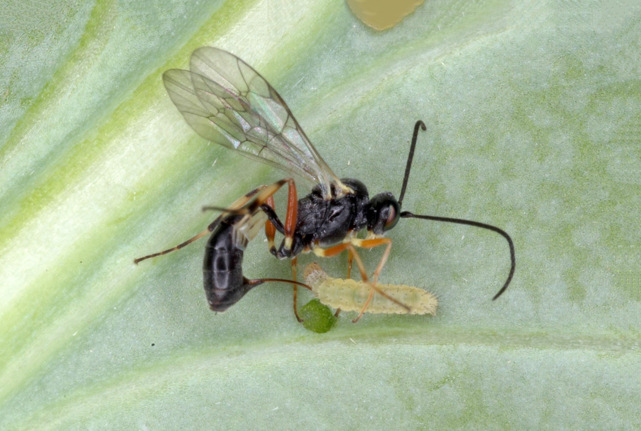 Natural Pest Control: Biological Control of Insect Pests Is Farmers Saving Billions of Dollars