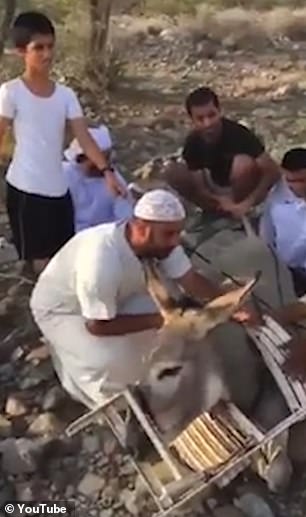 My ass is stuck in this chair! Donkey is freed after getting its head stuck in plastic furniture