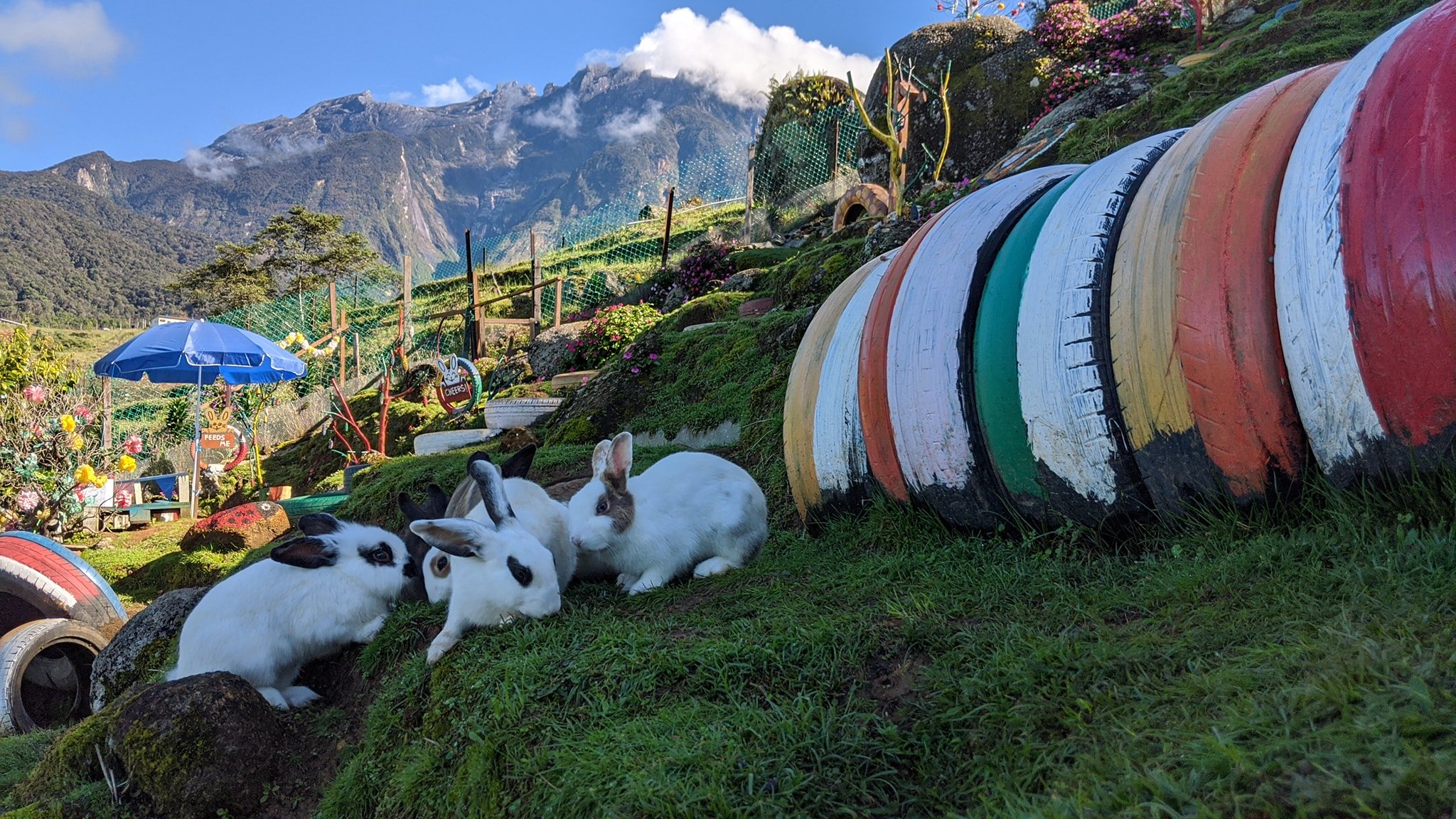 Rabbit garden in M’sia is as high as genting highlands, can pet bunnies in aircon weather