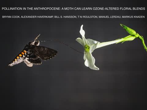 Air pollution renders flower odors unattractive to moths