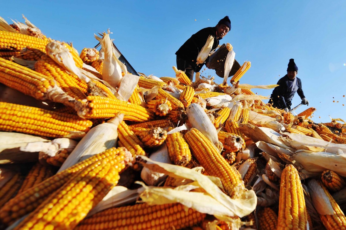 China’s corn-supply concerns grow after three typhoons flatten crops in main northeastern grain region