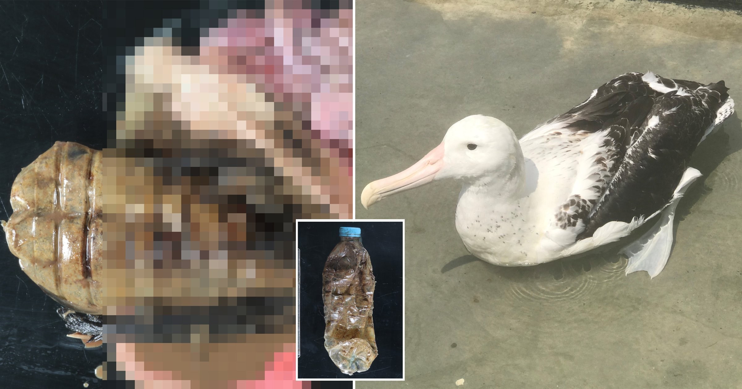 Young albatross starved to death after swallowing entire plastic bottle