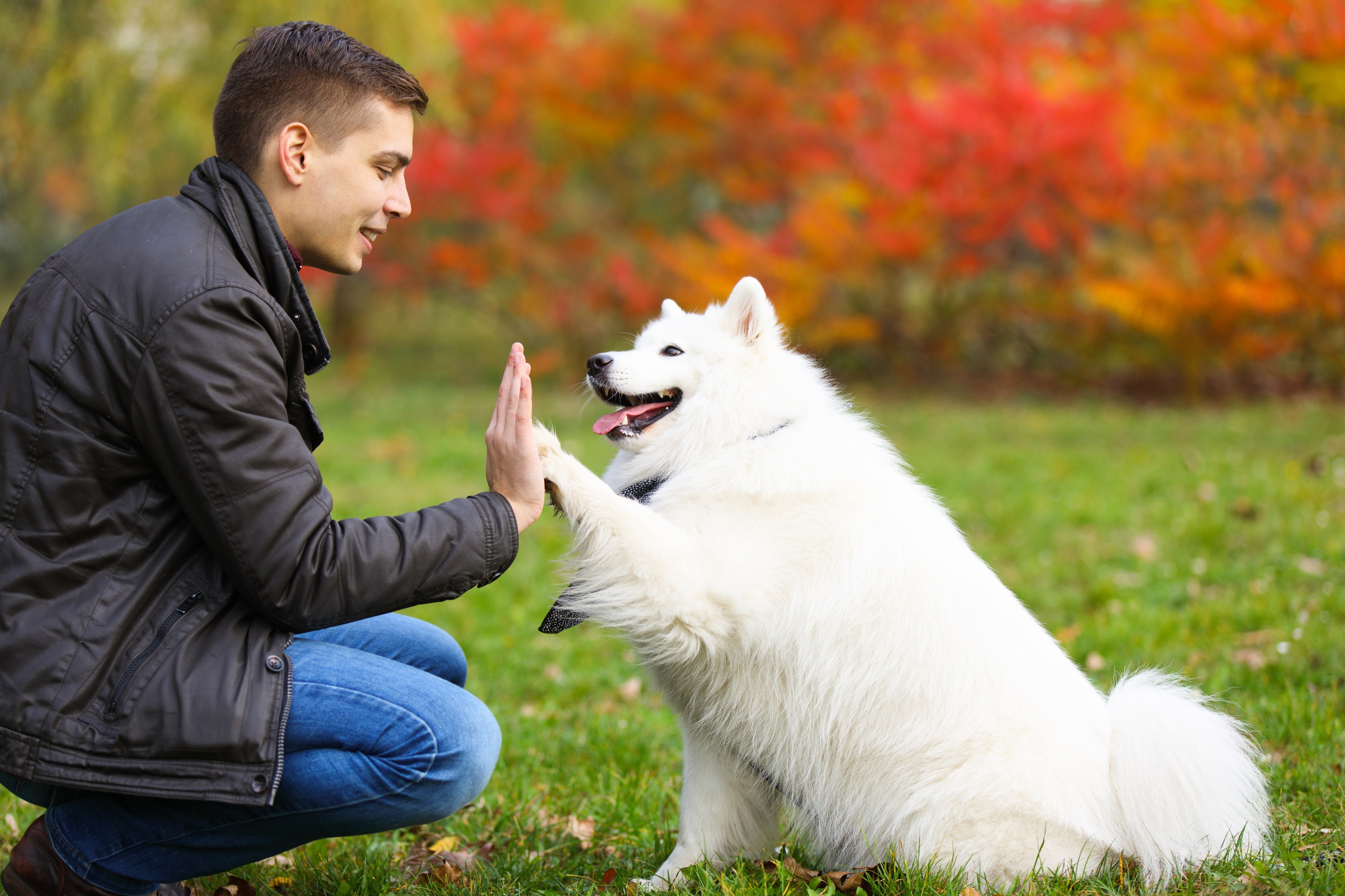Dogs really do love their owners and new research proves it