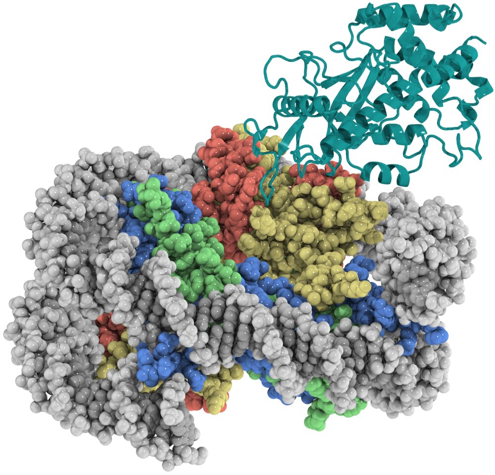 Researchers reveal safeguarding of key DNA sensor in innate immune system