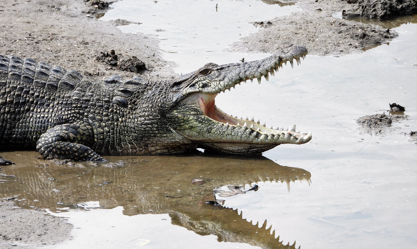 Large crocodile seen near Sungei Buloh trail, camouflages perfectly with murky waters