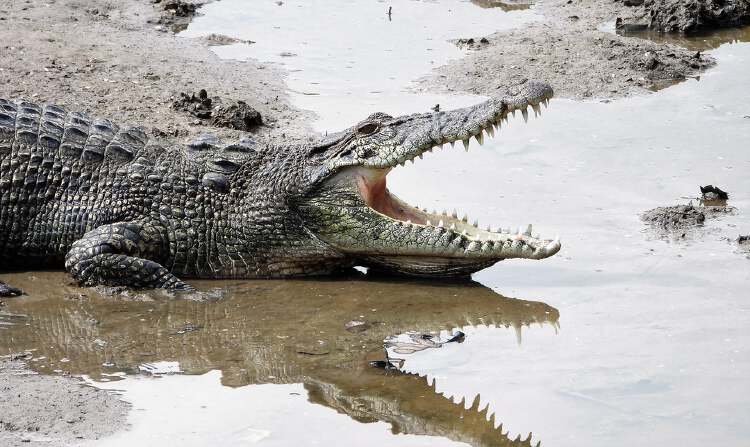 Large crocodile seen near Sungei Buloh trail, camouflages perfectly ...