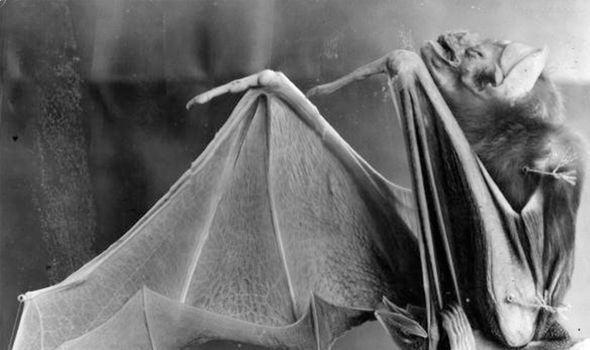 Palaeontology bombshell: Discovery of 'giant vampire bat' oldest of its kind