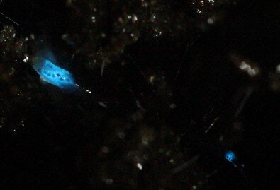Brazilians start to unravel the mystery of North American insect bioluminescent systems