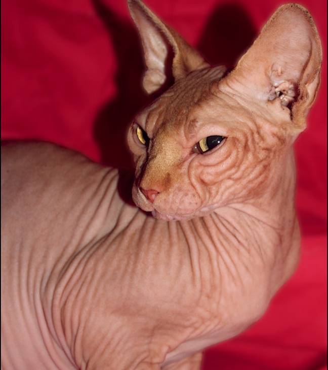 ​Hairless Cat With No Eyes Becomes Internet Sensation