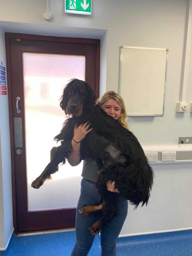 Heartbreak as beloved pet dog dies from eating rat poison filled treats whilst on walk