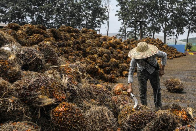 凯鲁丁:保持全球竞争力 企业应用原棕油期货合约护盘